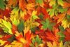 Kaleidoscope of Leaves.jpg