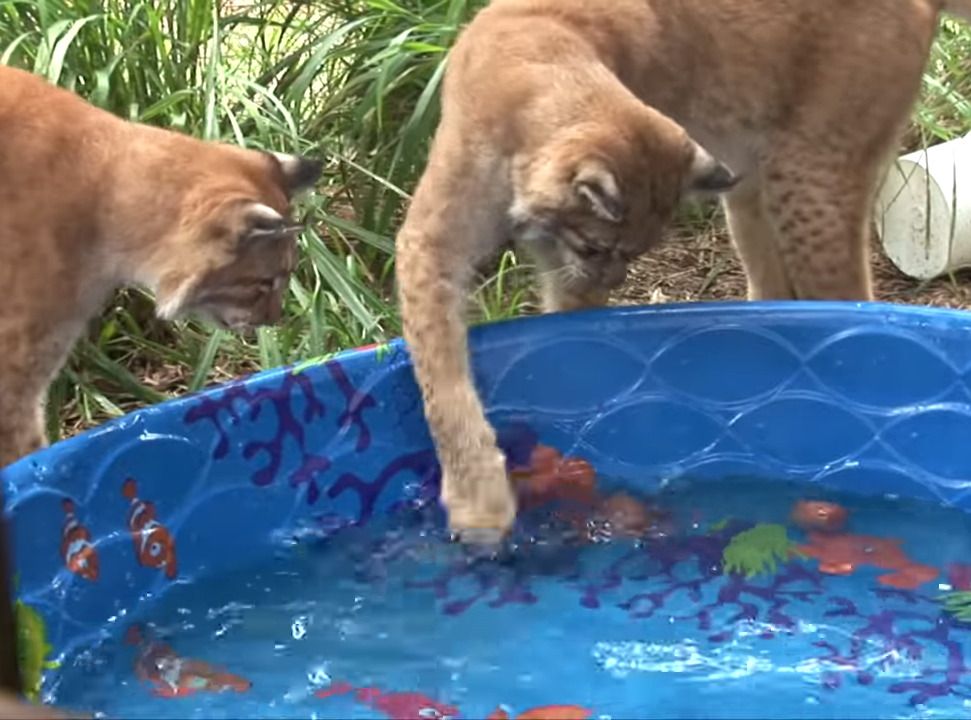 Do-Big-Cats-Like-Water_-1-23-screenshot-75947.jpg