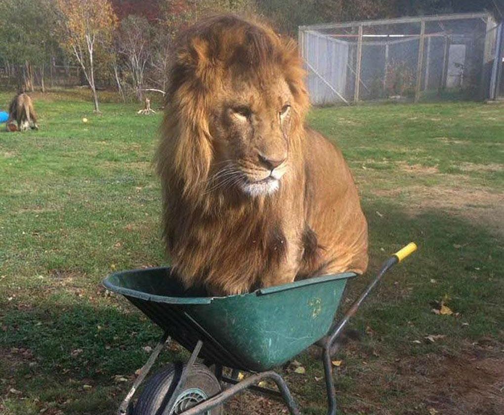 lion-in-wheelbarrow-43603.jpg