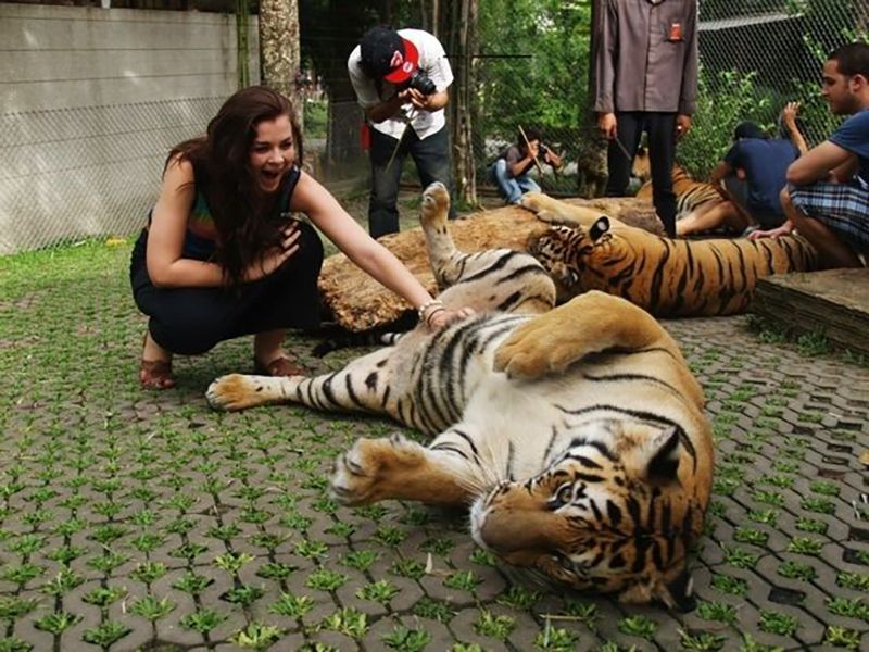 petting-tiger-68256.jpg