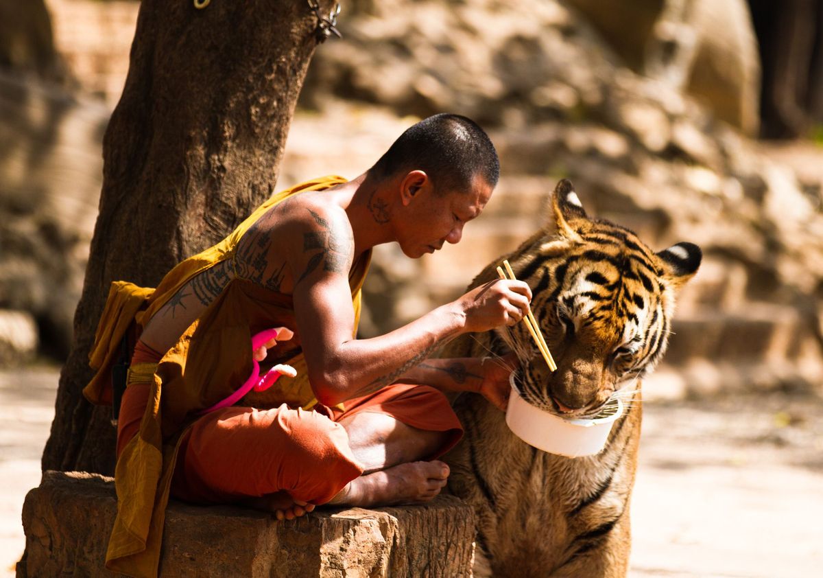 monk-and-tiger-43893.jpg
