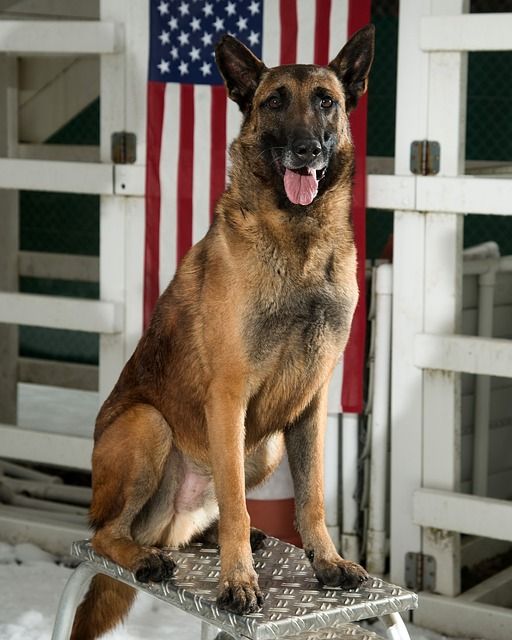 german-shepherd-962252_640.jpg