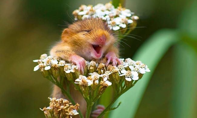 laughing-animals-door-mouse.jpg