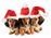 31427401-christmas-dachshund-puppies-wearing-santa-hats-.jpg