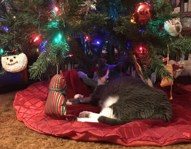 Frankie under tree 2019 SZD.jpg