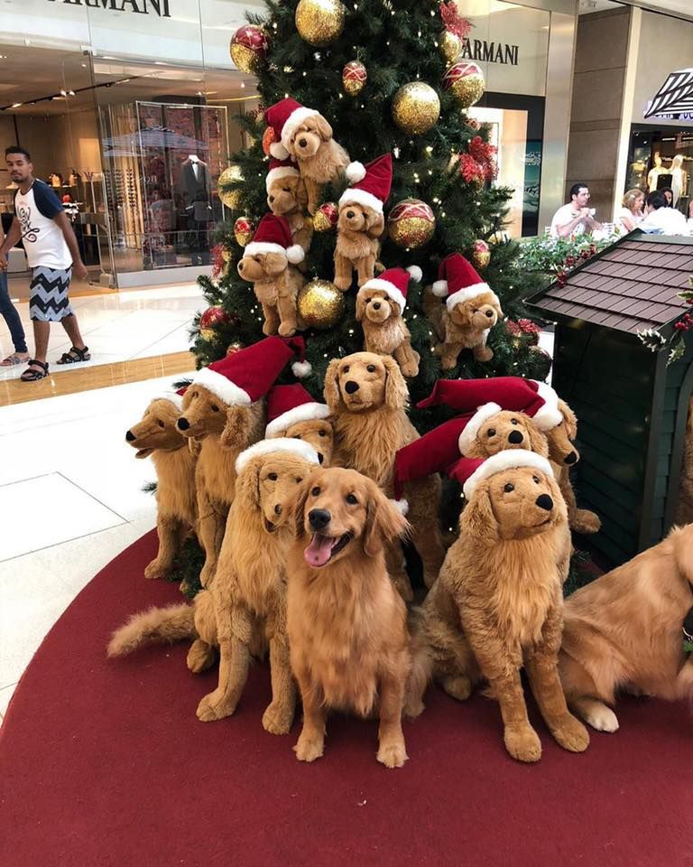 tree of goldens.jpg