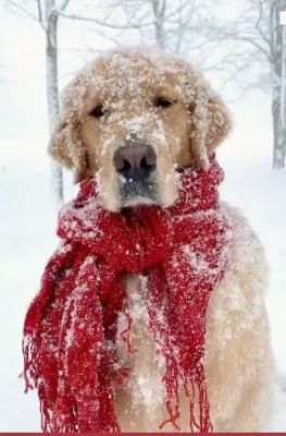 golden in red scarf.jpg