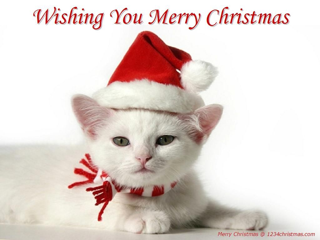 Christmas-Cat-Pictures.jpg
