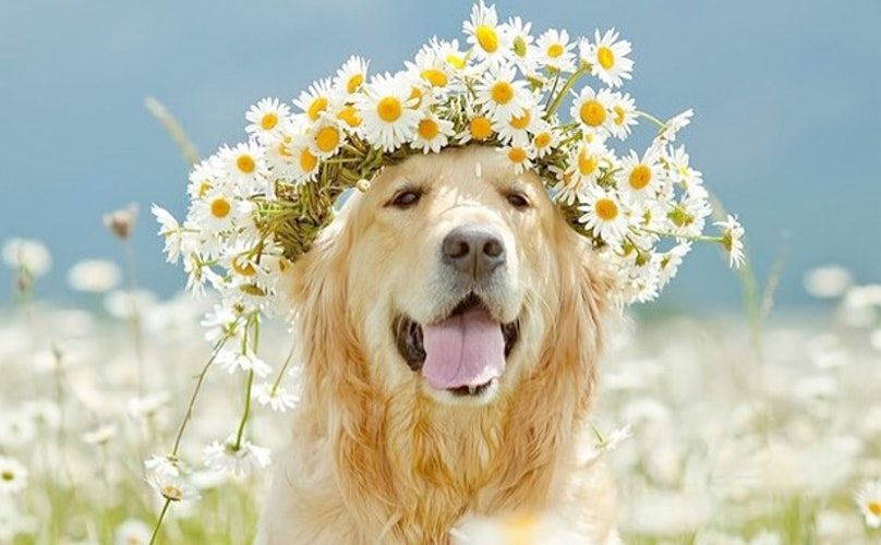 dog-flower-crown-2.jpg