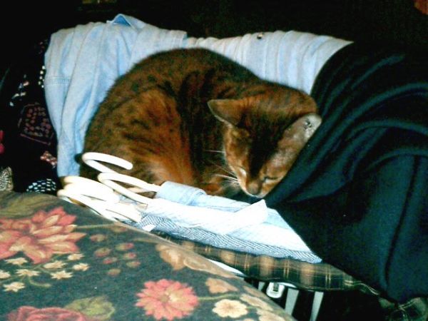 millie asleep on clothes.jpg