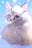 white kitty and snow ca452960e1770752088fbed54ad93242.gif