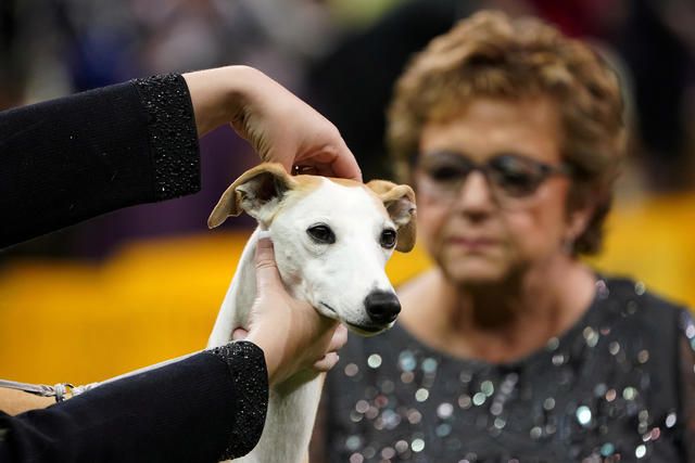 2020-02-11t014222z-1971851985-rc21ye9qcowd-rtrmadp-3-usa-dogshow.jpg