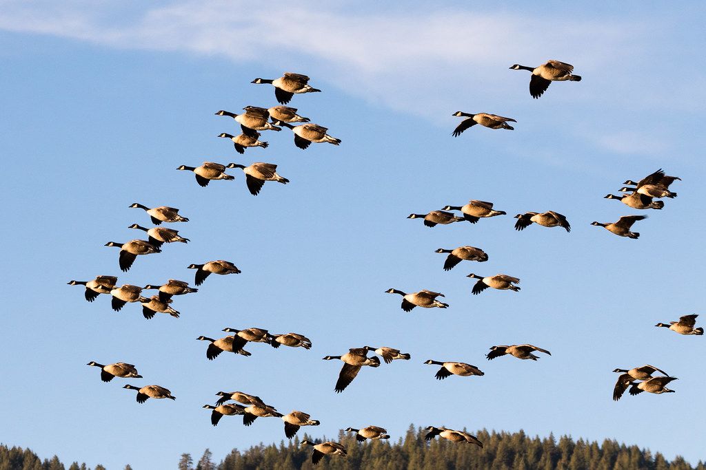 Canadian Geese1.jpg