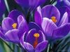 Spring Crocus.jpg