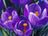 Spring Crocus.jpg