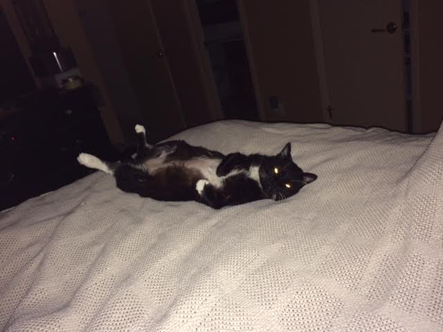 Dante Belly Rubs.jpg