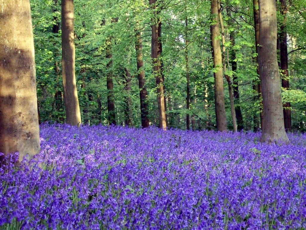 bluebells.jpg