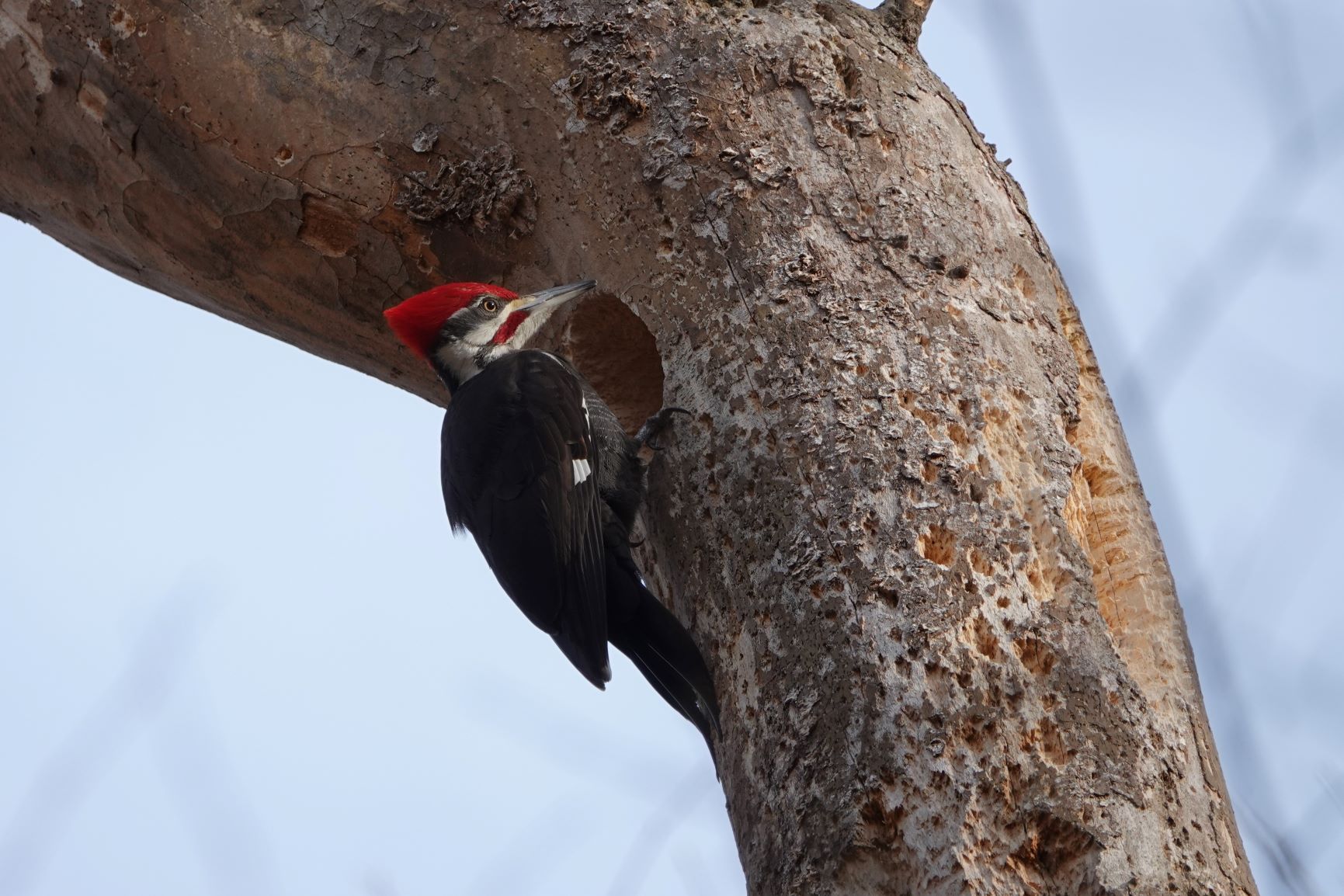 DSC09520 Pileated Woodpecker (3).JPG