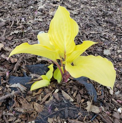 Hosta Designer Genes.jpg