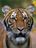 Nadia Bronx Zoo COVID-19 Tiger.jpg