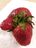 Strawberry grown together.jfif