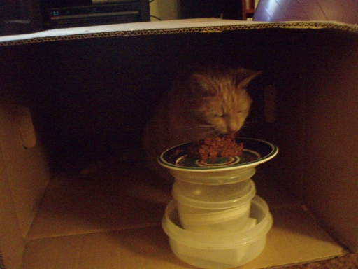 Schmoo elevated feeding platform.jpg