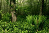 Ferns in forest.png