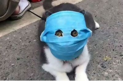 catmask1.JPG