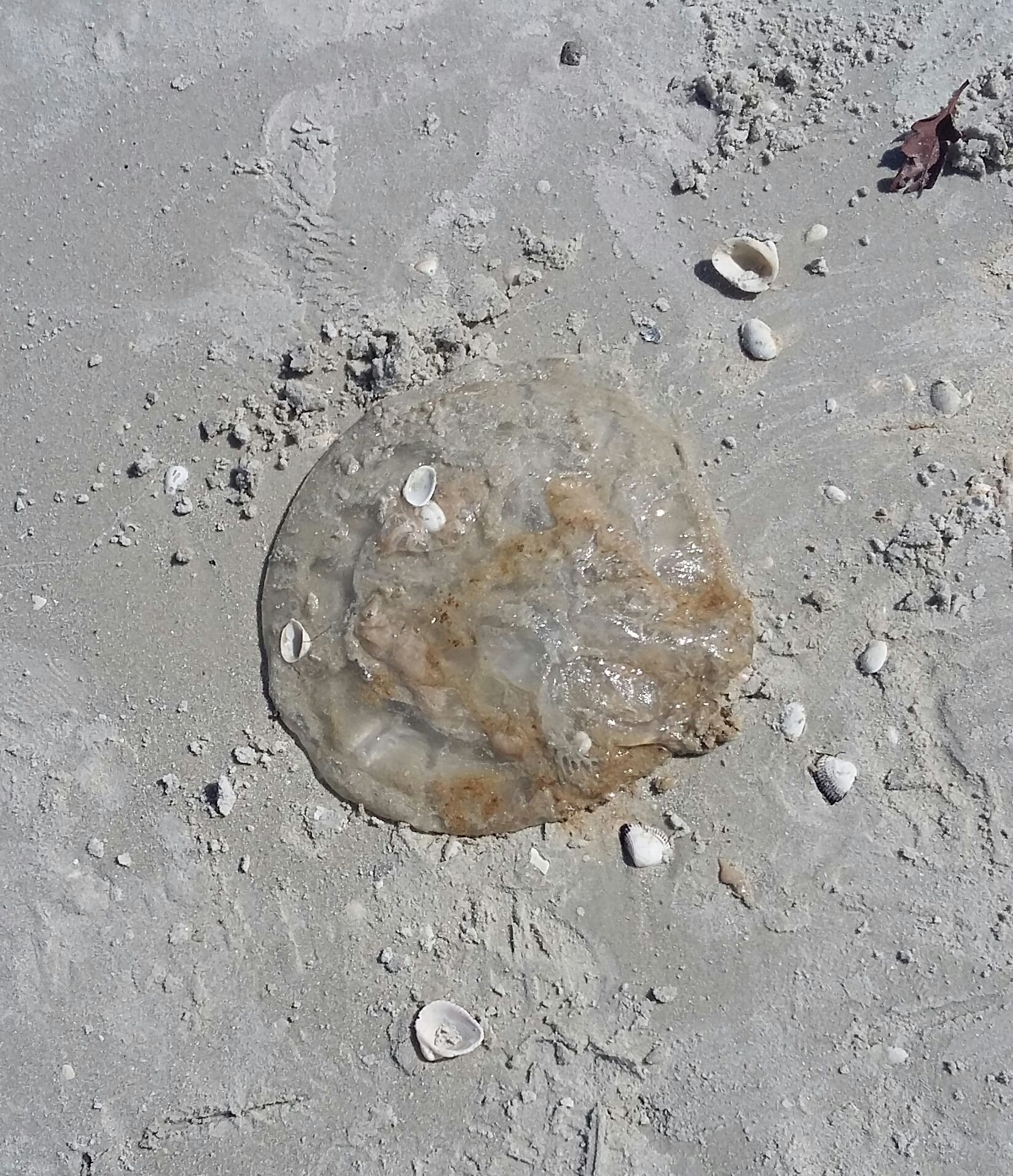 My Beach/Shell Collection - Blogs & Forums