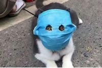 catmask1.JPG