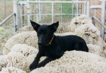 kelpie