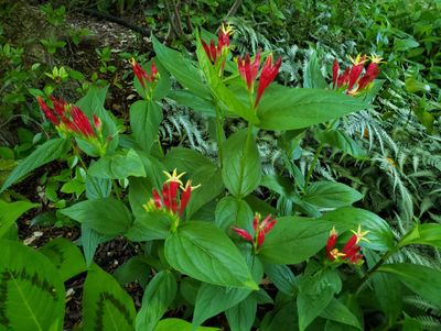 Indian Pinks Small.jpg