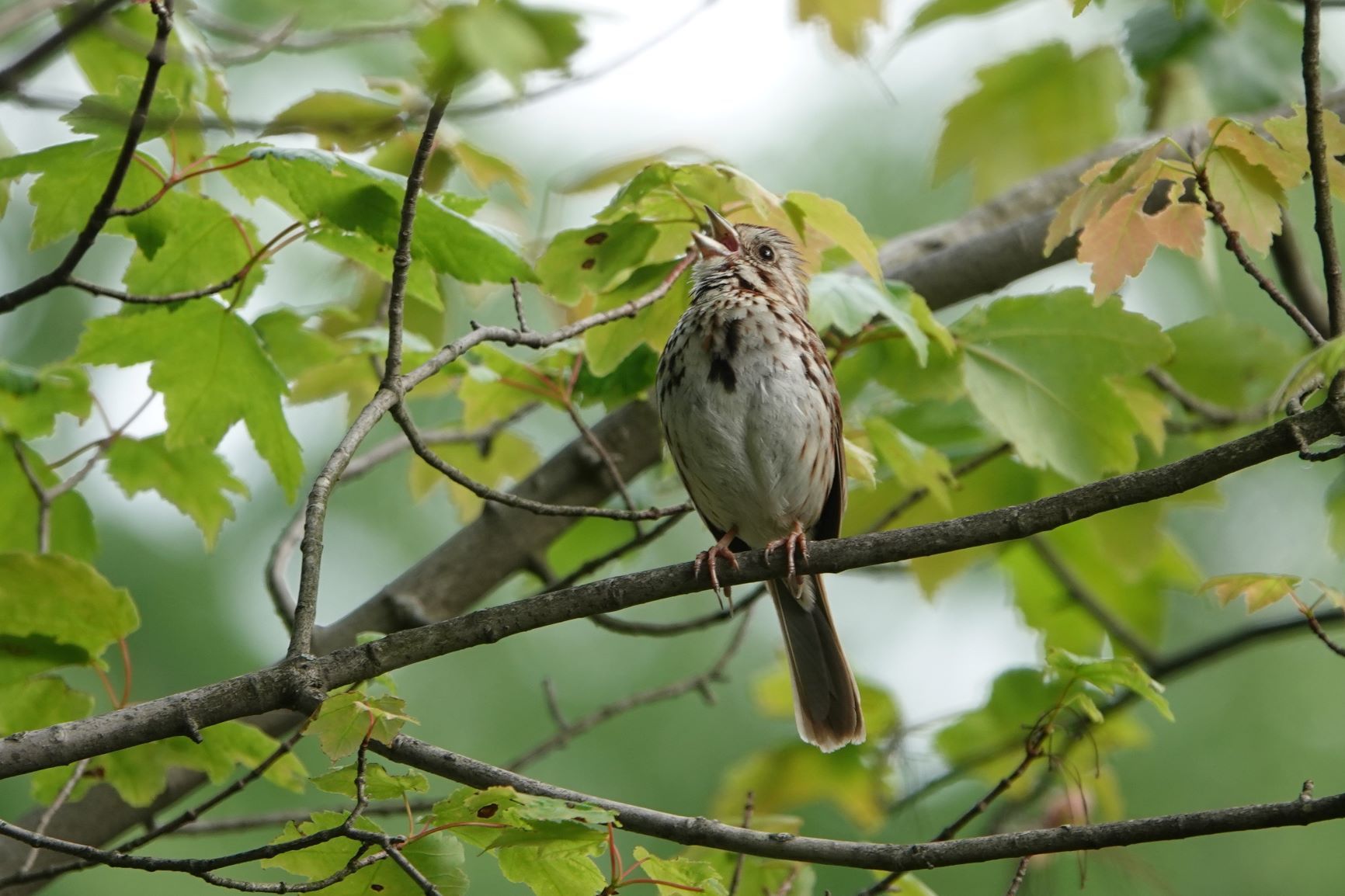 DSC00846 Eastern Song Sparrow (4).JPG