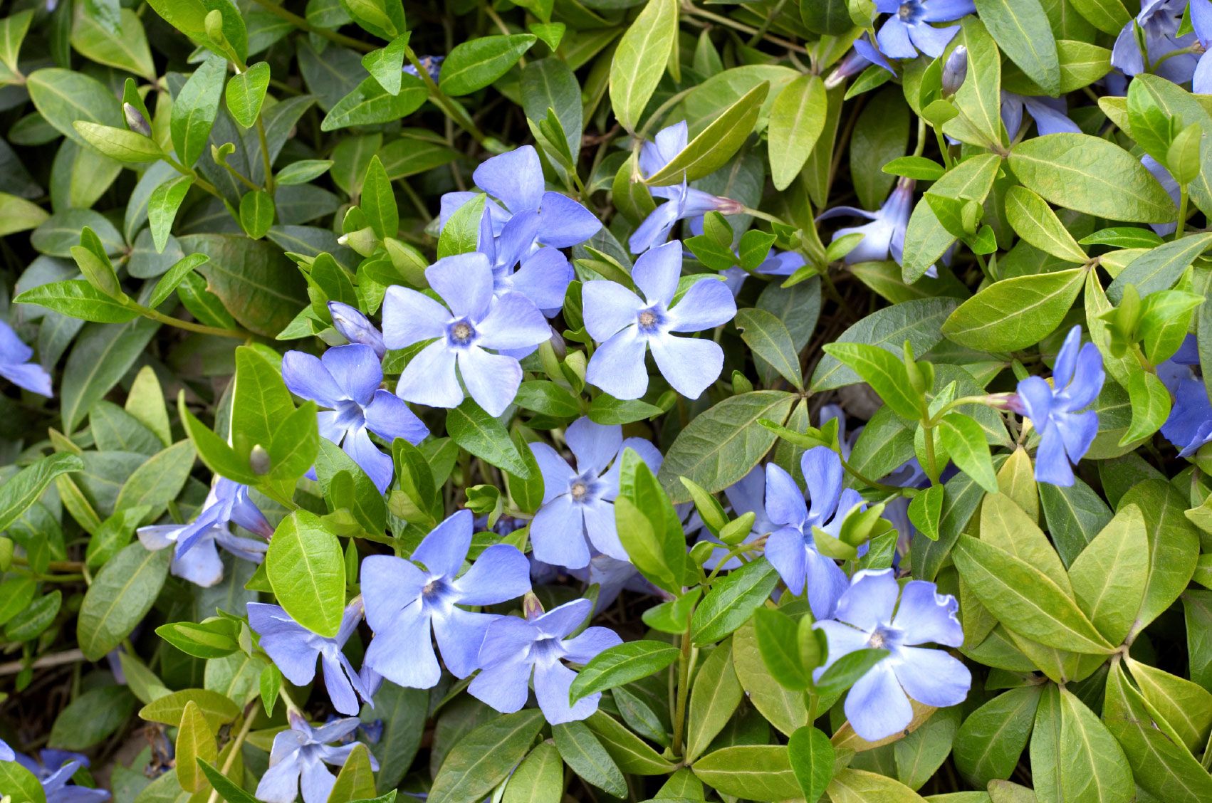periwinkle.jpg