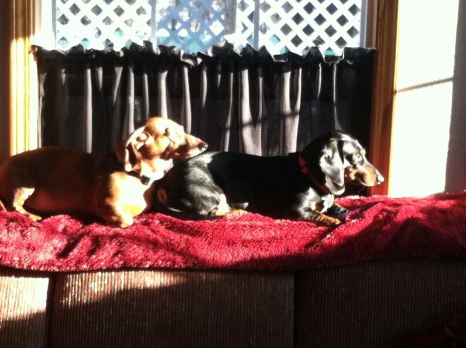 Lory Lee Happeny - Hercules and Spartacus Ride The Sun Puddle Train.jpg