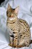 Savannah_Cat_portrait.jpg