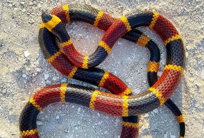 Eastern-Coral-Snake.jpg