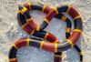 Eastern-Coral-Snake.jpg