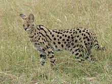 Serval_in_Tanzania.jpg