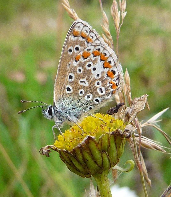 Female_Common_Blue_Butterfly_-_geograph.org.uk_-_1092568.jpg