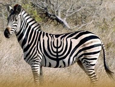 zebra