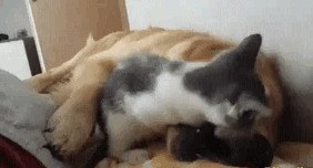 cats-dogs-not-getting-along-hate-living-together-6.gif