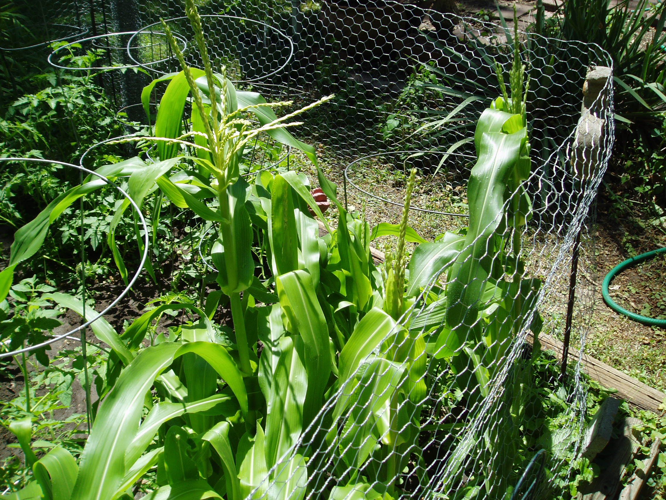Garden corn tassels 6-24-20 005.JPG
