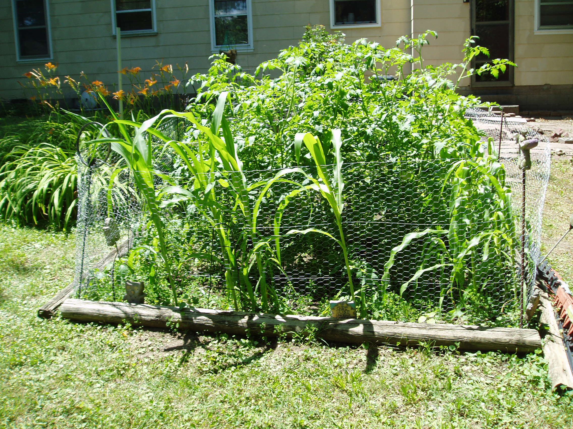 Garden corn tassels 6-24-20 004.JPG