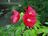 7-23-20 red hibiscus 002.JPG
