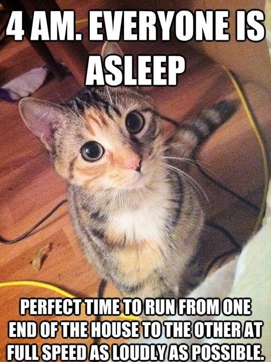cat-meme-cat-is-about-to-run-around-house-in-middle-of-night.jpg