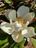 magnolia flower.jpg