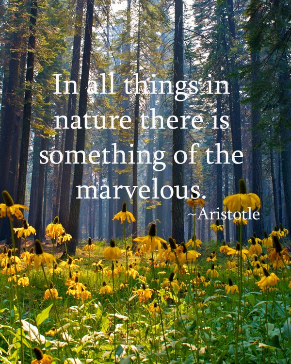 in-all-things-in-nature-there-is-something-of-the-marvelous-aristotle-camping-quotes.jpg