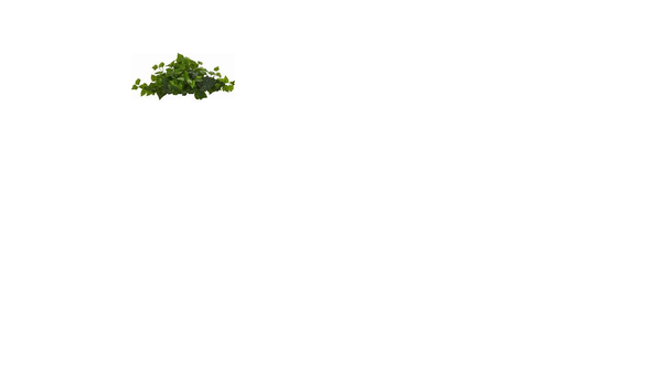 ivy.png