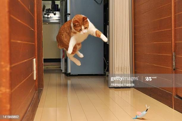leaping cat.jpg